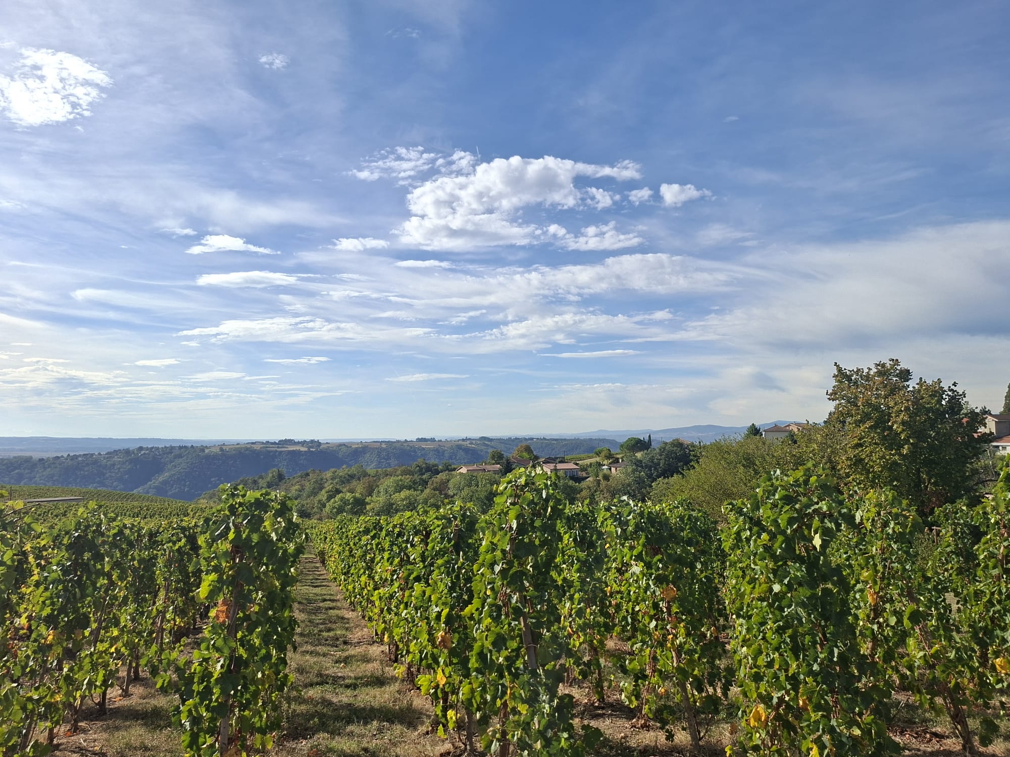 wine tour cote rotie with cab